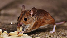 24 Hour & Emergency Exterminators in Tysons, VA